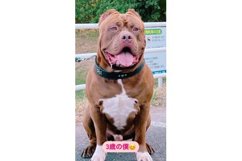 ブルースくん1枚目
