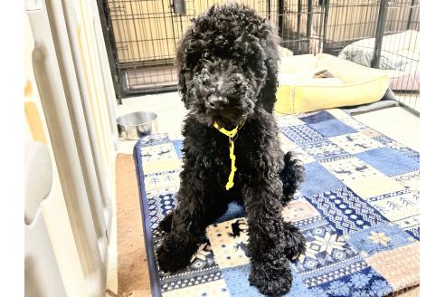 成約済の香川県のスタンダードプードル-370771の10枚目