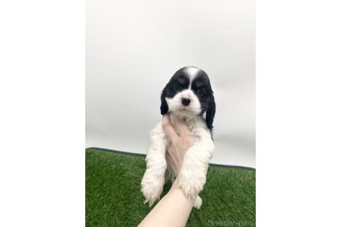 成約済の愛知県のアメリカンコッカースパニエル-381529の1枚目