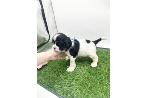 成約済の愛知県のアメリカンコッカースパニエル-381529の4枚目