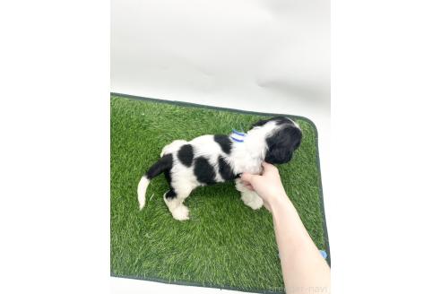 成約済の愛知県のアメリカンコッカースパニエル-381529の2枚目