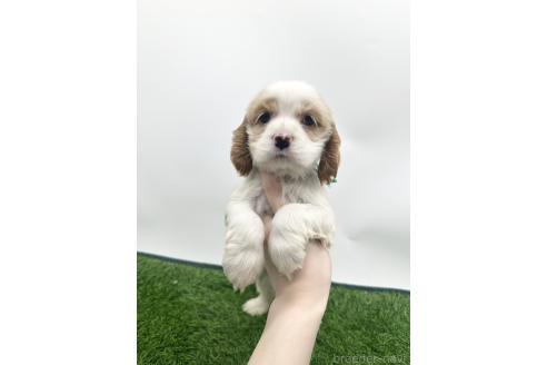 子犬