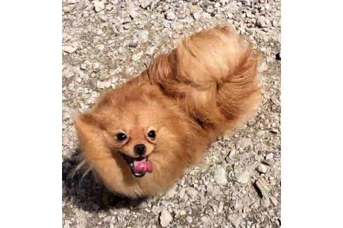 販売中の岐阜県のミックス犬-335475の3枚目