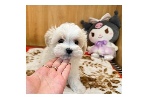 販売中の愛知県のマルチーズ-381540