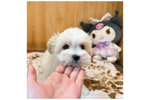 成約済の愛知県のマルチーズ-381540の5枚目