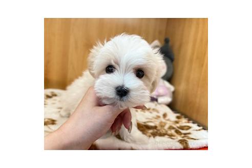 成約済の愛知県のマルチーズ-381540の3枚目