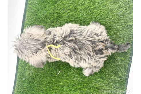 成約済の愛知県のマルシュナ:マルチーズ×ミニチュアシュナウザー-381539の2枚目