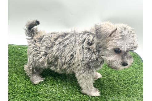 成約済の愛知県のマルシュナ:マルチーズ×ミニチュアシュナウザー-381541の4枚目