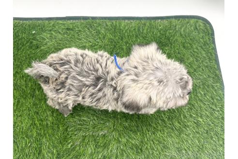 成約済の愛知県のマルシュナ:マルチーズ×ミニチュアシュナウザー-381541の2枚目
