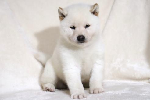 レビュー高評価の商品 滋賀県の柴犬｜男の子・2025/03/01生まれ・白色（子犬ID：378138 ぬいぐるみ