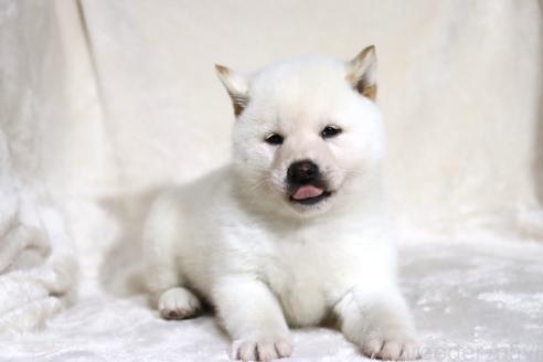 成約済の滋賀県の柴犬-378138の7枚目