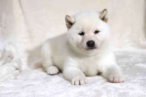 成約済の滋賀県の柴犬-378138の6枚目