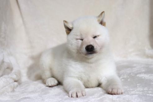 成約済の滋賀県の柴犬-378138の5枚目