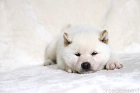 成約済の滋賀県の柴犬-378138の4枚目