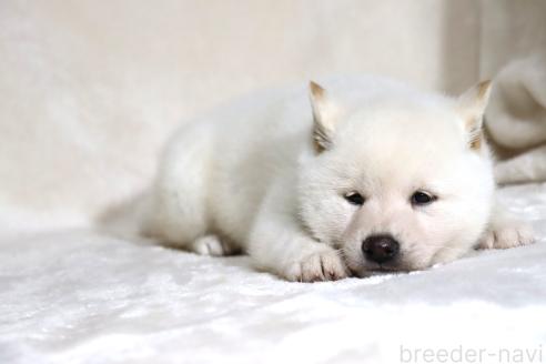 成約済の滋賀県の柴犬-378138の3枚目