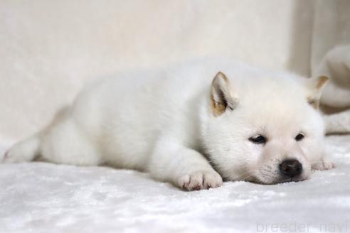 成約済の滋賀県の柴犬-378138の2枚目
