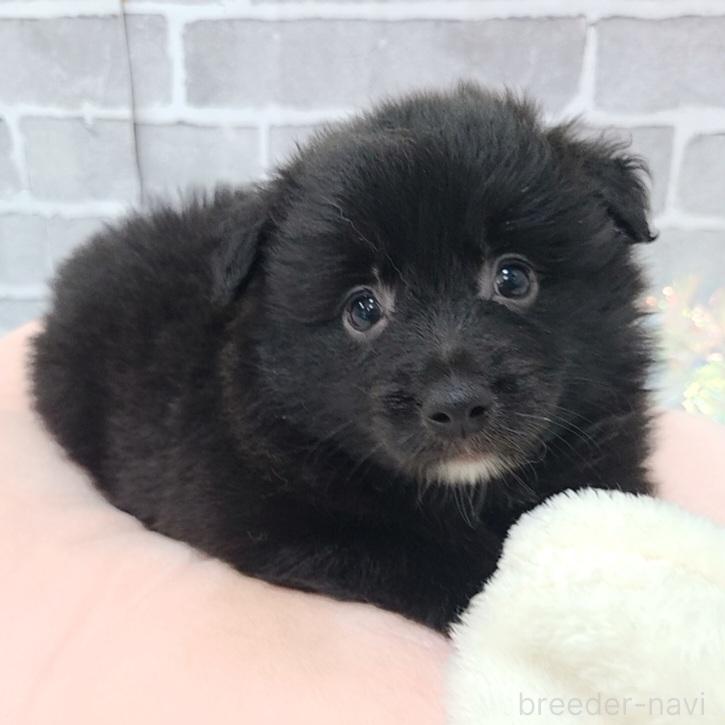 販売中の東京都のミックス犬-375985の12枚目