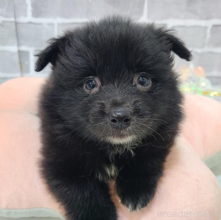 販売中の東京都のミックス犬-375989の12枚目