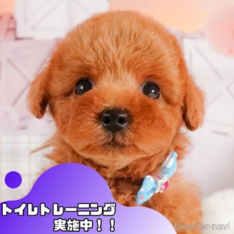 成約済の静岡県のトイプードル-381686の1枚目