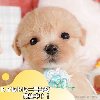 販売中の静岡県のマルプー:マルチーズ×トイプードル-381700