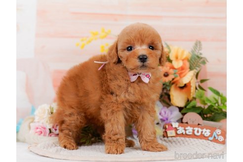 販売中の神奈川県のトイプードル-381763の11枚目