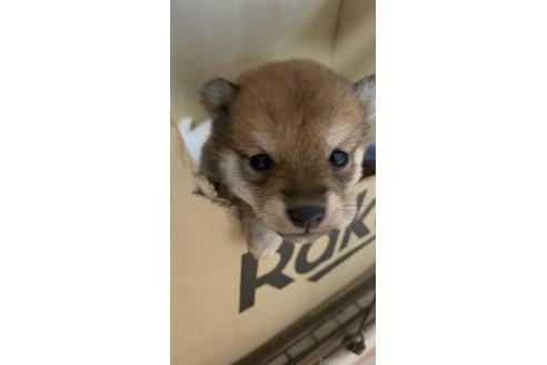 成約済の福井県の豆柴-380567の4枚目