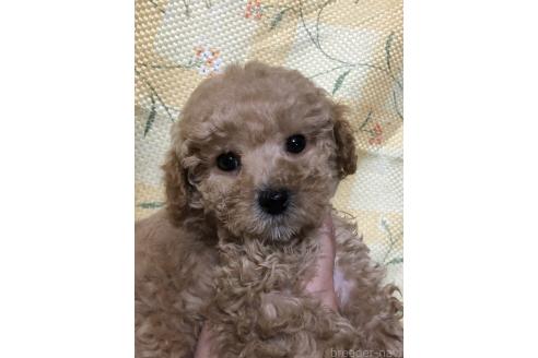 成約済の兵庫県のトイプードル-380864の1枚目
