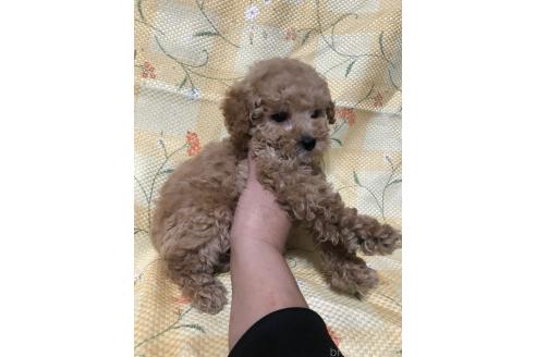 成約済の兵庫県のトイプードル-380864の9枚目