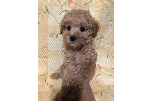 成約済の兵庫県のトイプードル-380864の7枚目