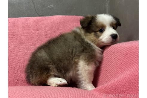 成約済の福岡県のボーダーコリー-381658の9枚目