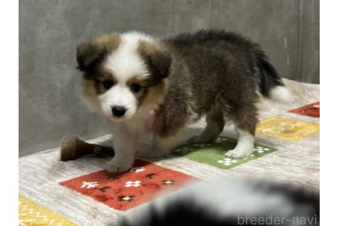 成約済の福岡県のボーダーコリー-381658の2枚目
