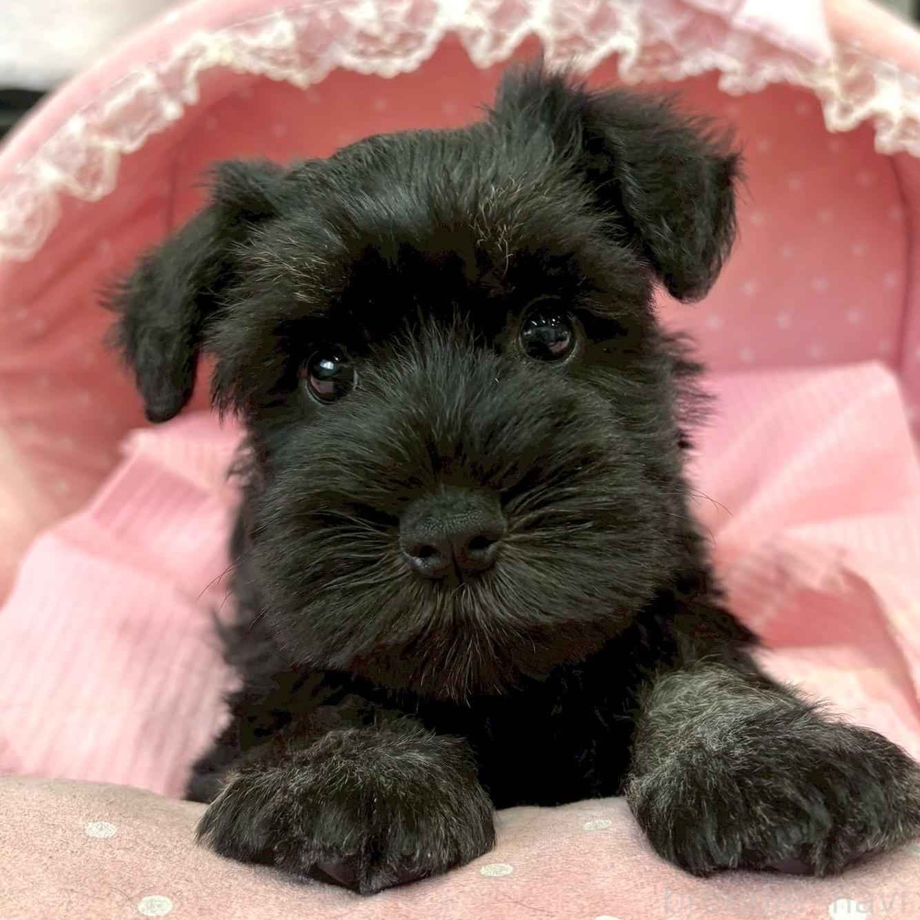 子犬