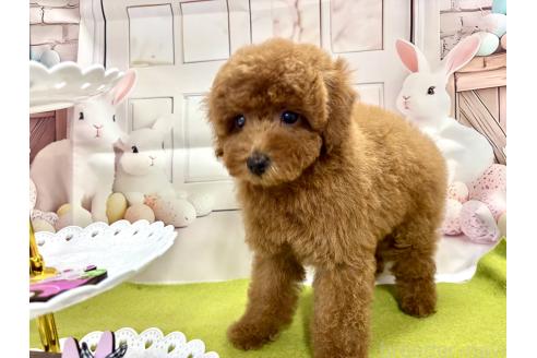成約済の栃木県のトイプードル-375821の5枚目