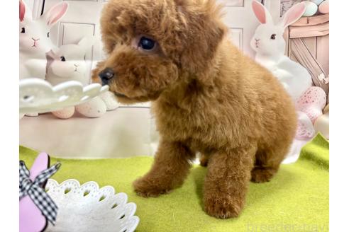 成約済の栃木県のトイプードル-375821の3枚目