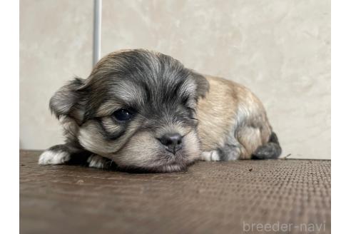 販売中の東京都のミックス犬-381745の5枚目