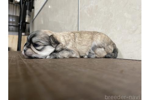 販売中の東京都のミックス犬-381745の4枚目