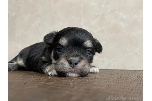 販売中の東京都のミックス犬-381746の3枚目