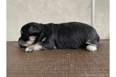 販売中の東京都のミックス犬-381746の2枚目