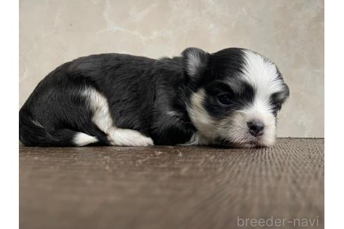 販売中の東京都のミックス犬-381747の5枚目