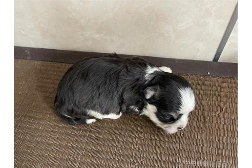 販売中の東京都のミックス犬-381747の4枚目