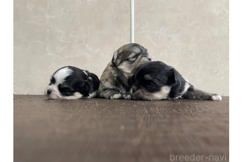 販売中の東京都のミックス犬-381747の3枚目