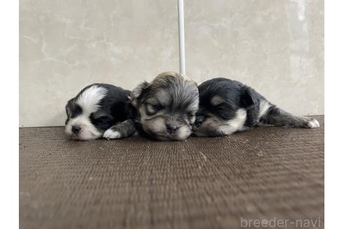 販売中の東京都のミックス犬-381747の2枚目