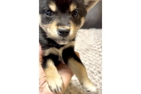 成約済の奈良県の豆柴-380223の6枚目