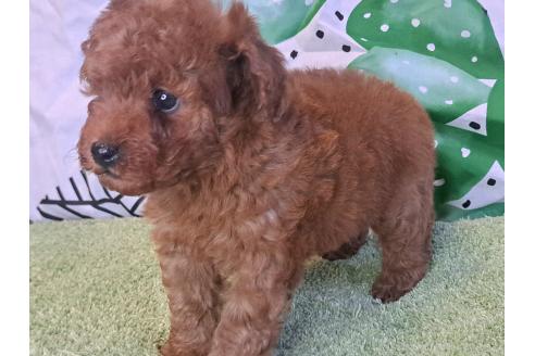 販売中の愛知県のトイプードル-377681の21枚目