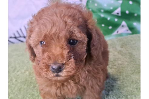 成約済の愛知県のトイプードル-377683の3枚目