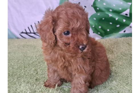 成約済の愛知県のトイプードル-377683の2枚目