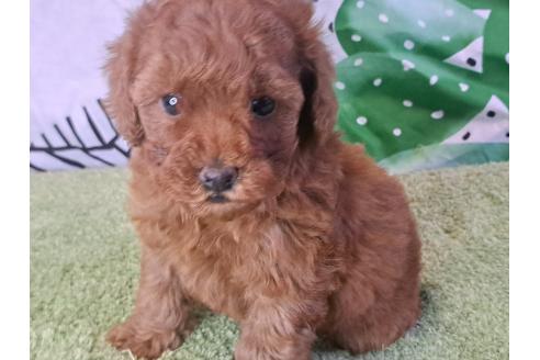 成約済の愛知県のトイプードル-377683の1枚目
