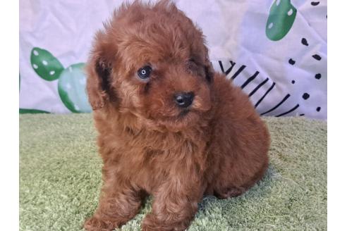 成約済の愛知県のトイプードル-377697の14枚目