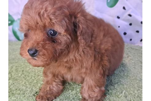 成約済の愛知県のトイプードル-377697の12枚目