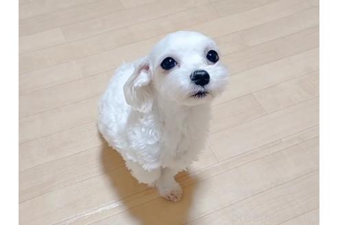 アイリちゃん1枚目